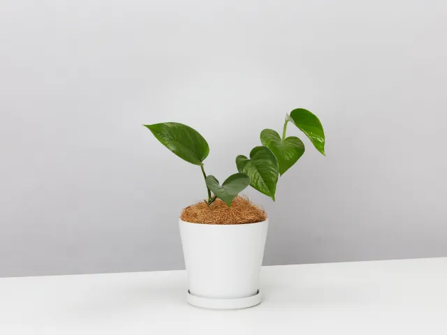 Jade Pothos With Recycled Pot & Coir