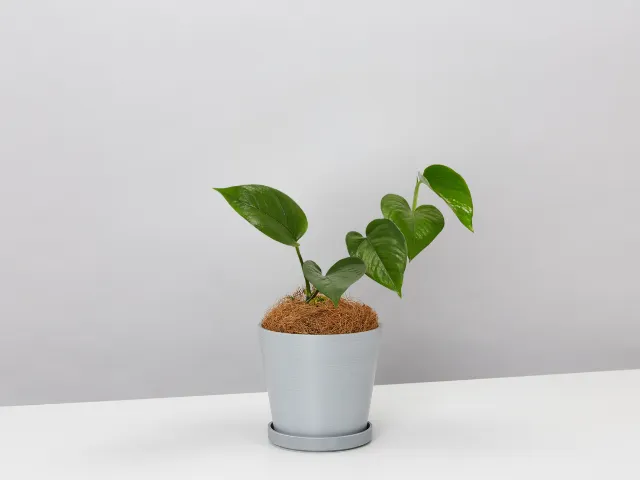 Jade Pothos With Recycled Pot & Coir