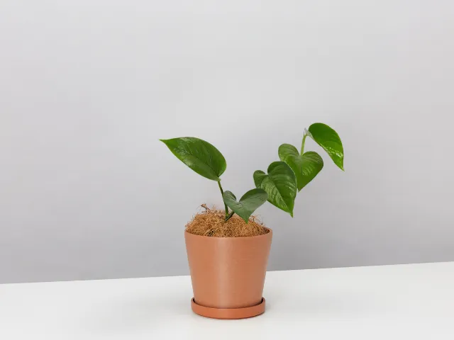 Jade Pothos With Recycled Pot & Coir