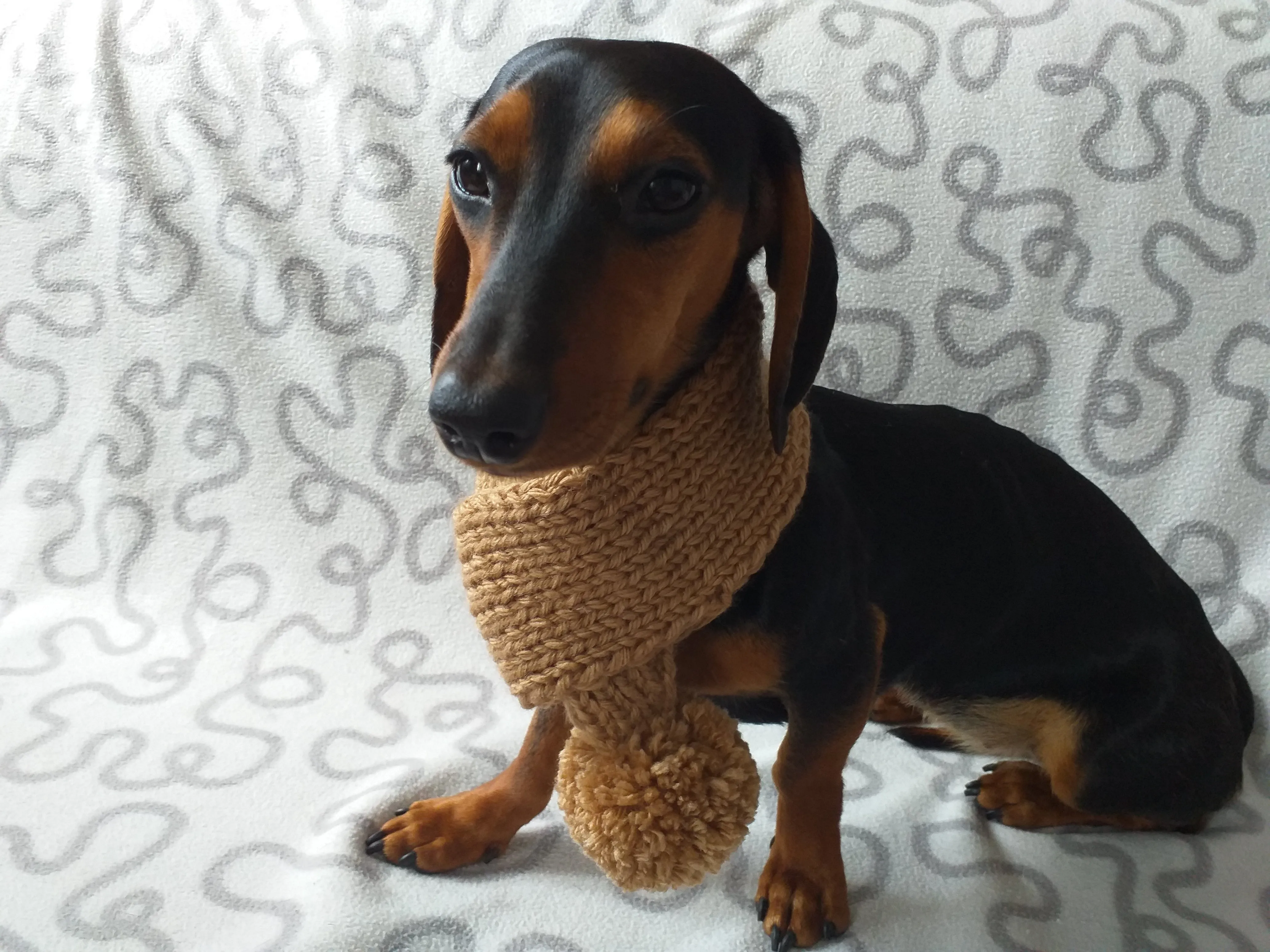 Knitted winter scarf for dog with pompom