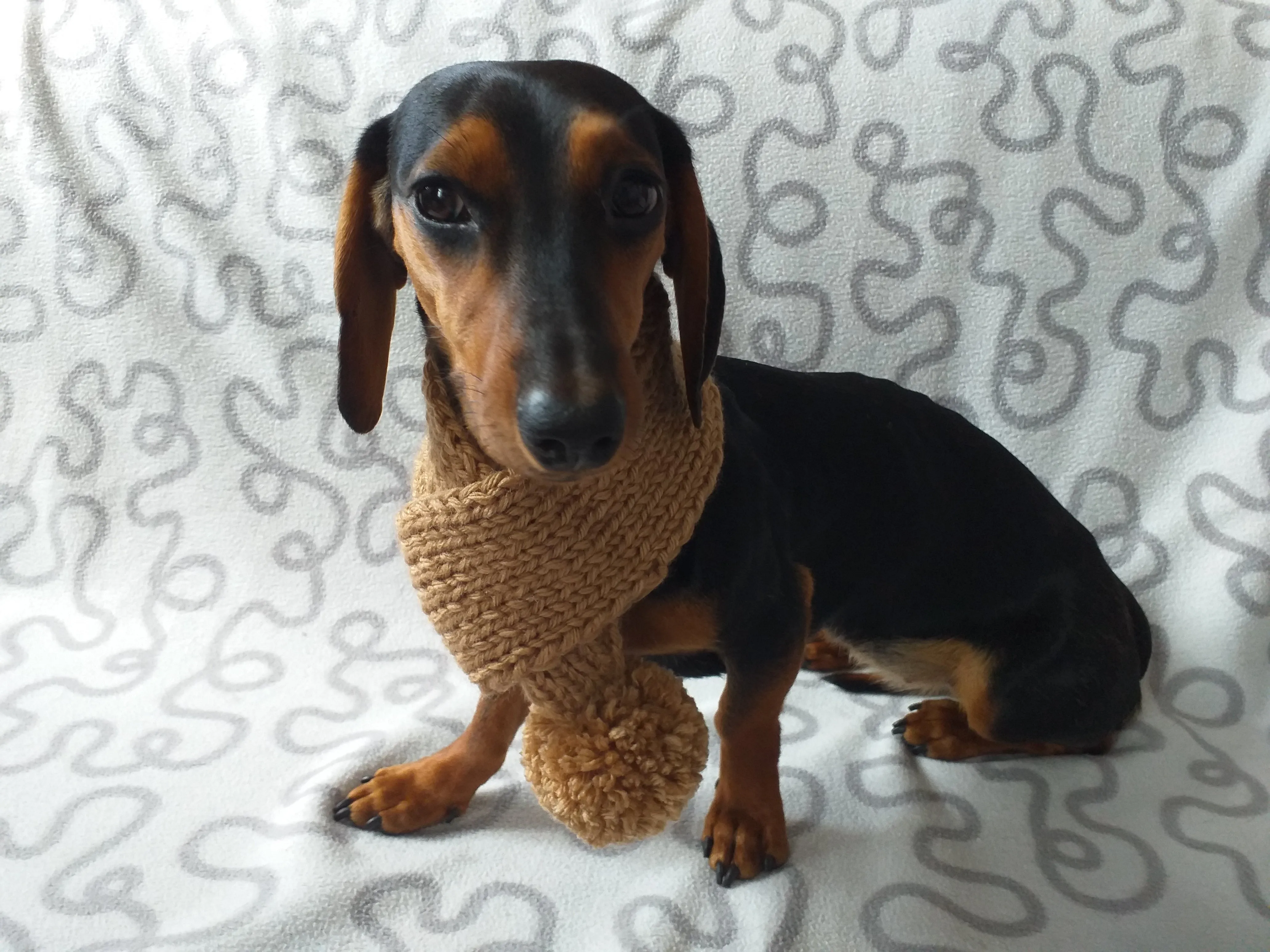 Knitted winter scarf for dog with pompom