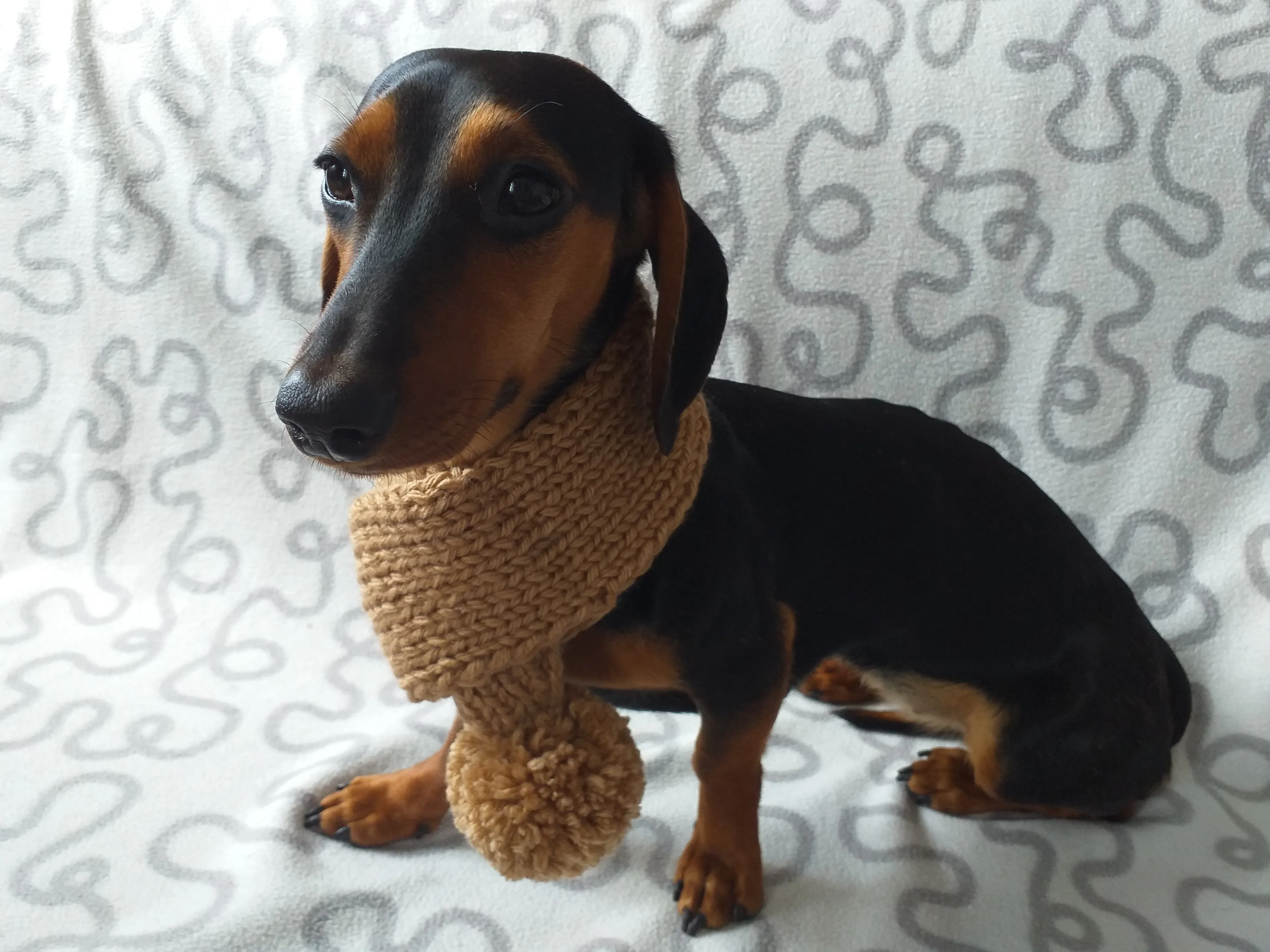 Knitted winter scarf for dog with pompom